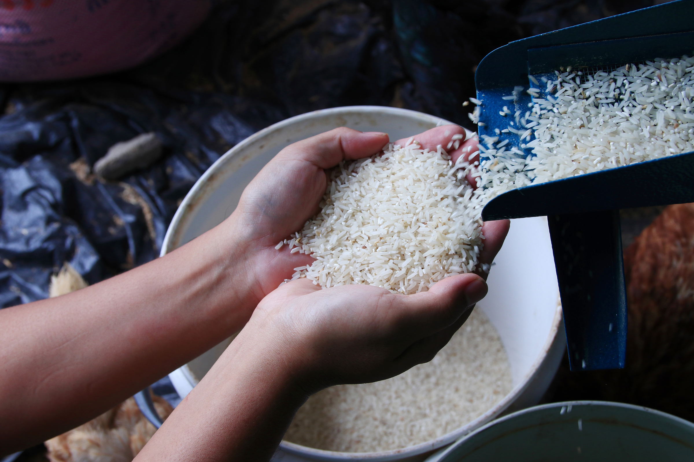 Hand holding rice from the rice mill